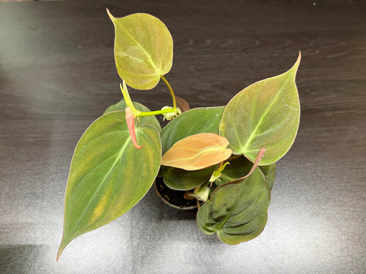 Philodendron Scandens Micans Velvet leaf (rare terrarium / house plant )