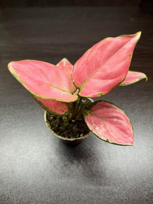 Aglaonema "red zirkon" ( terrarium plant )