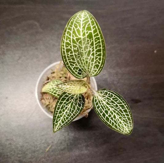Anoectodes ‘charlottes web’ (anoechtochilus brevilabris x macodes petola) jewel orchid (rare terrarium plant)