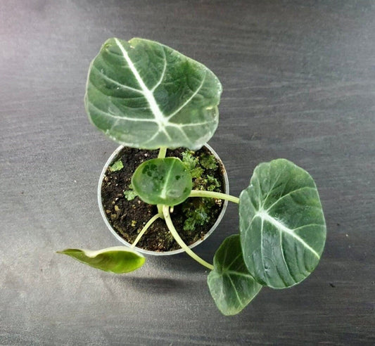 Alocasia "ninja" baby plant (house plant / terrarium plant )