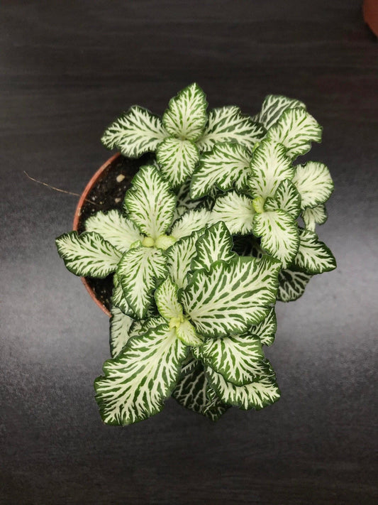 Fittonia verschaffeltii white tiger nerve plant / snake plant 9cm pot ( terrarium plant)