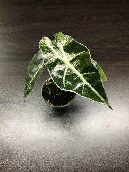 Alocasia "curly bambino" baby plant ( house plant / terrarium plant )