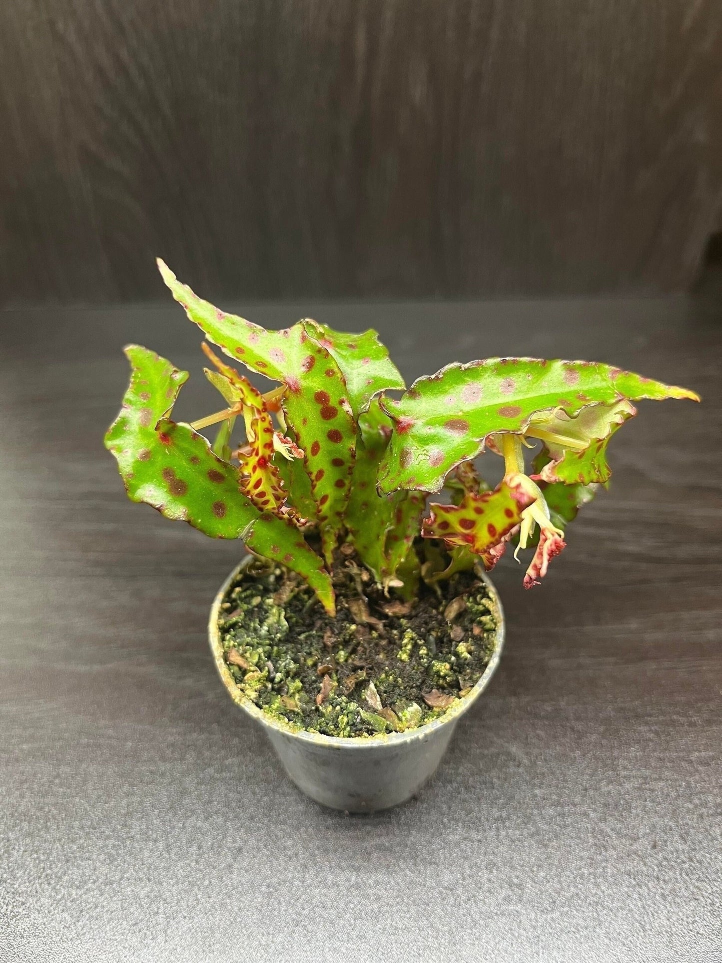 Begonia amphioxus ( rare terrarium plant )