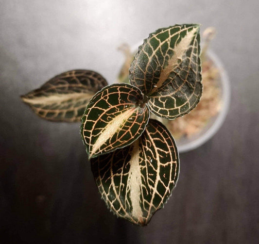 Anoectochilus koshunensis x siamensis jewel orchid (rare terrarium plant)