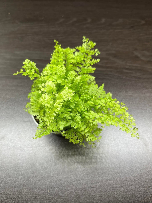 Nephrolepis exaltata marisa 5.5cm pot ( miniature fern terrarium plant )