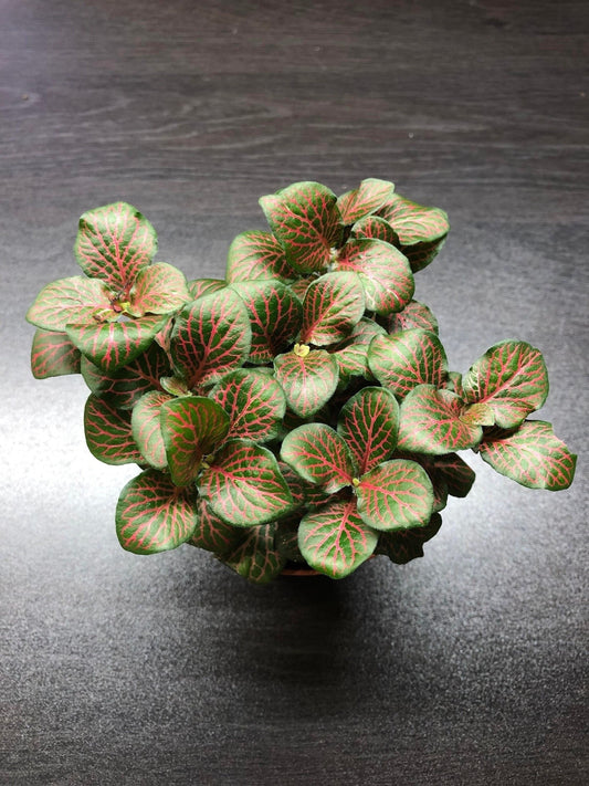 Fittonia verschaffeltii green and red nerve plant / snake plant 9cm pot ( terrarium plant)