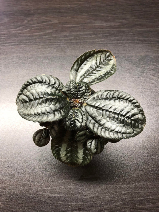 Pilea spruceana 'norfolk' (terrarium/house plant)