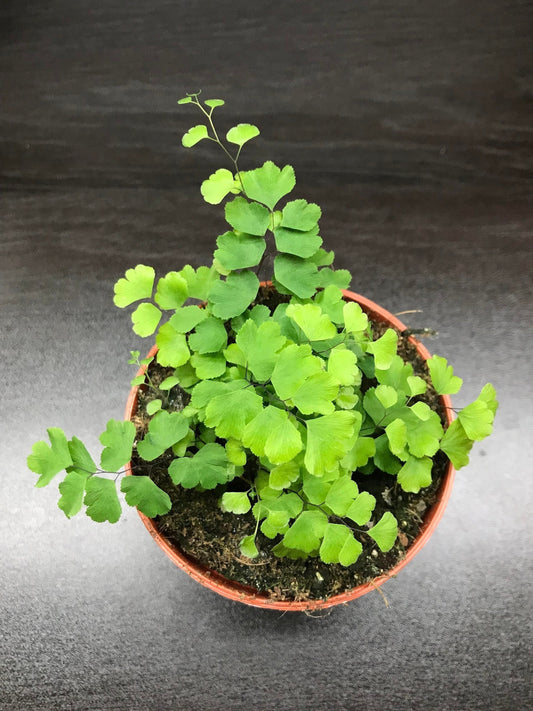 Adiantum raddianum fragrans delta maidenhair fern ( miniature fern terrarium plant )