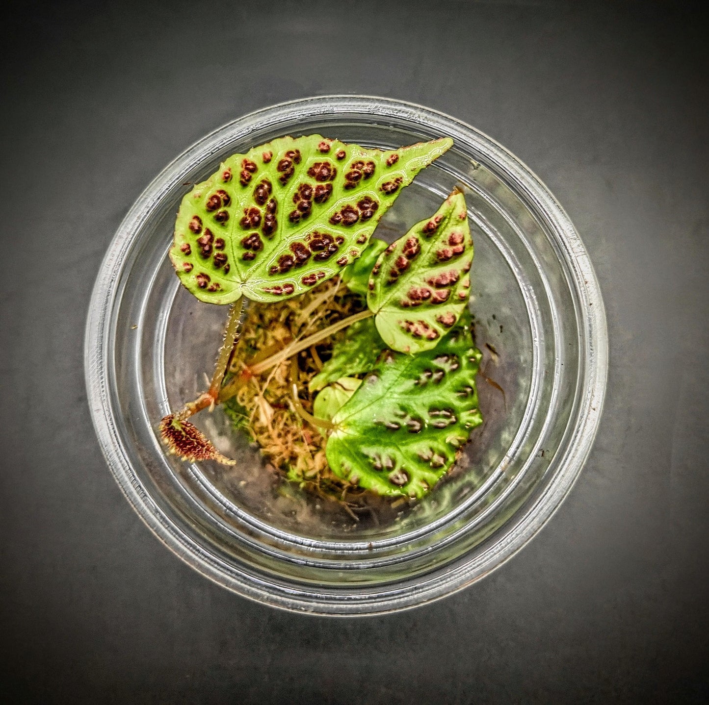 Begonia dracopelta ( rare terrarium plant )
