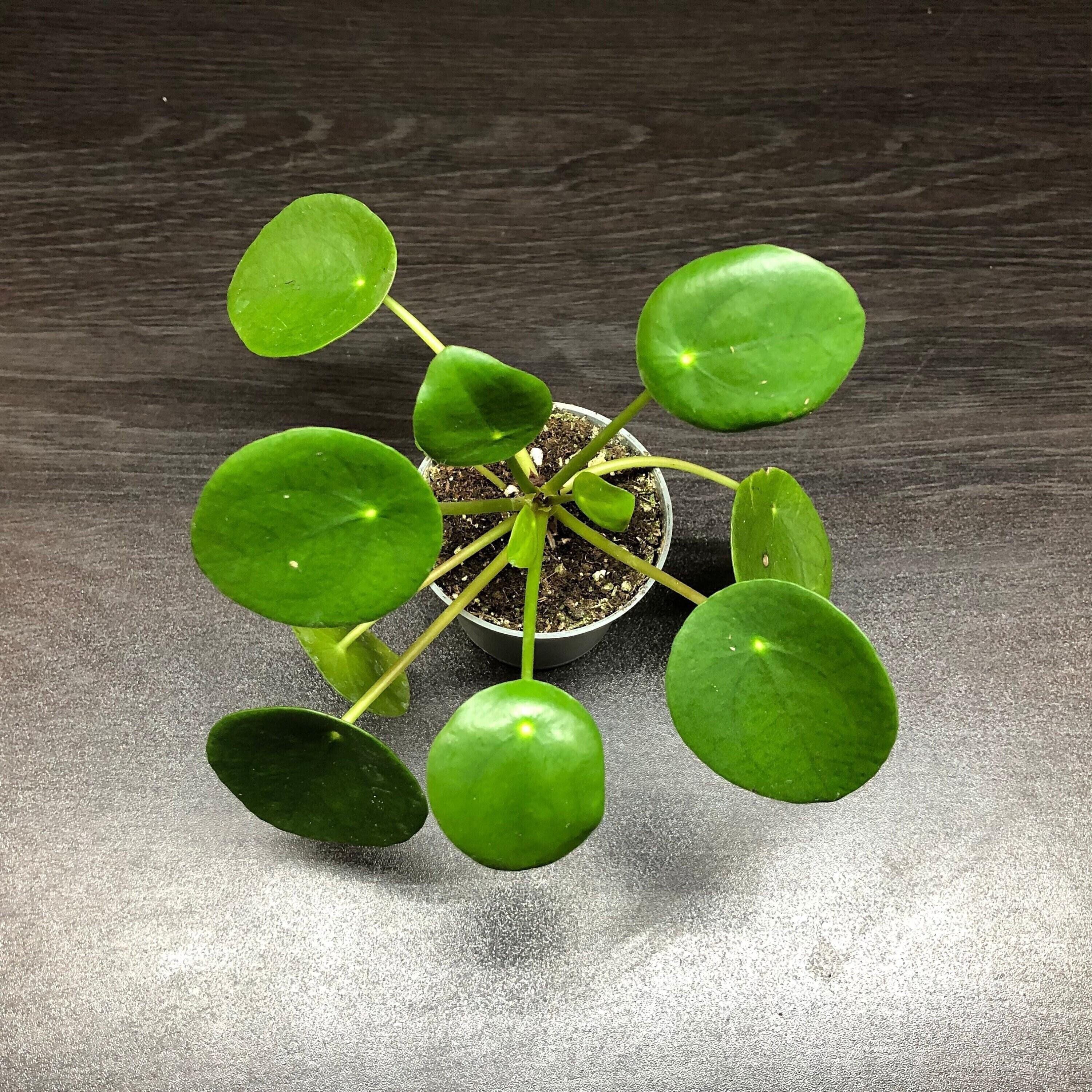 chinese money plant terrarium Pilea peperomioides 'chinese money plant' (terrarium/house plant) – Glassroots