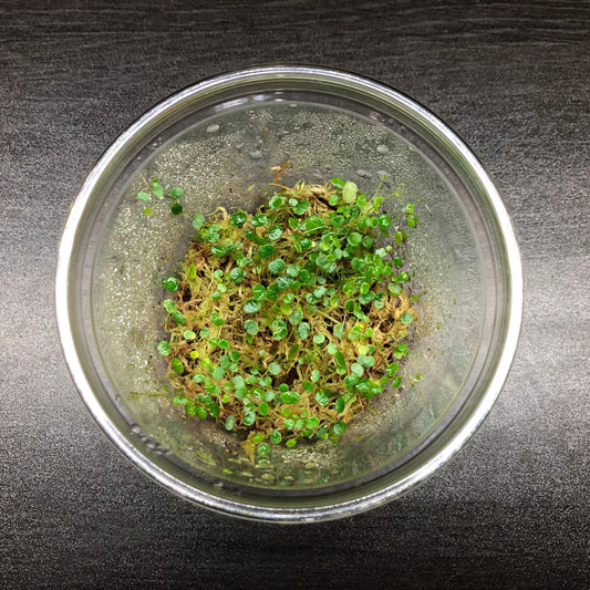 Peperomia emarginella (terrarium plant)