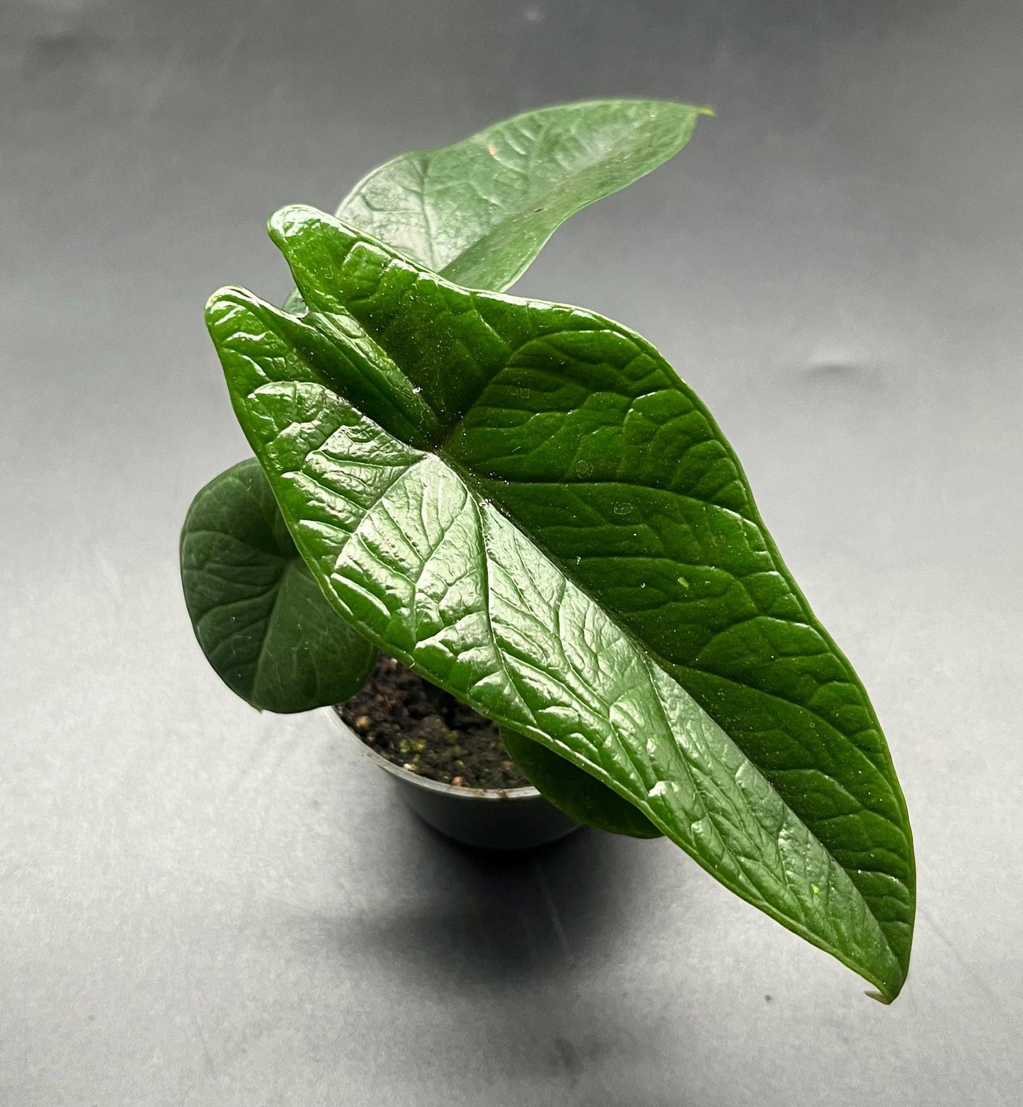 Alocasia scalprum (baby house plant / terrarium plant )