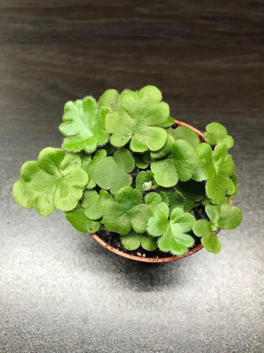 Doryopteris cordata "antenna fern" ( miniature terrarium plant )