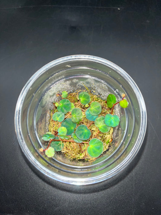 Begonia lichenora ( rare iridescent terrarium plant )