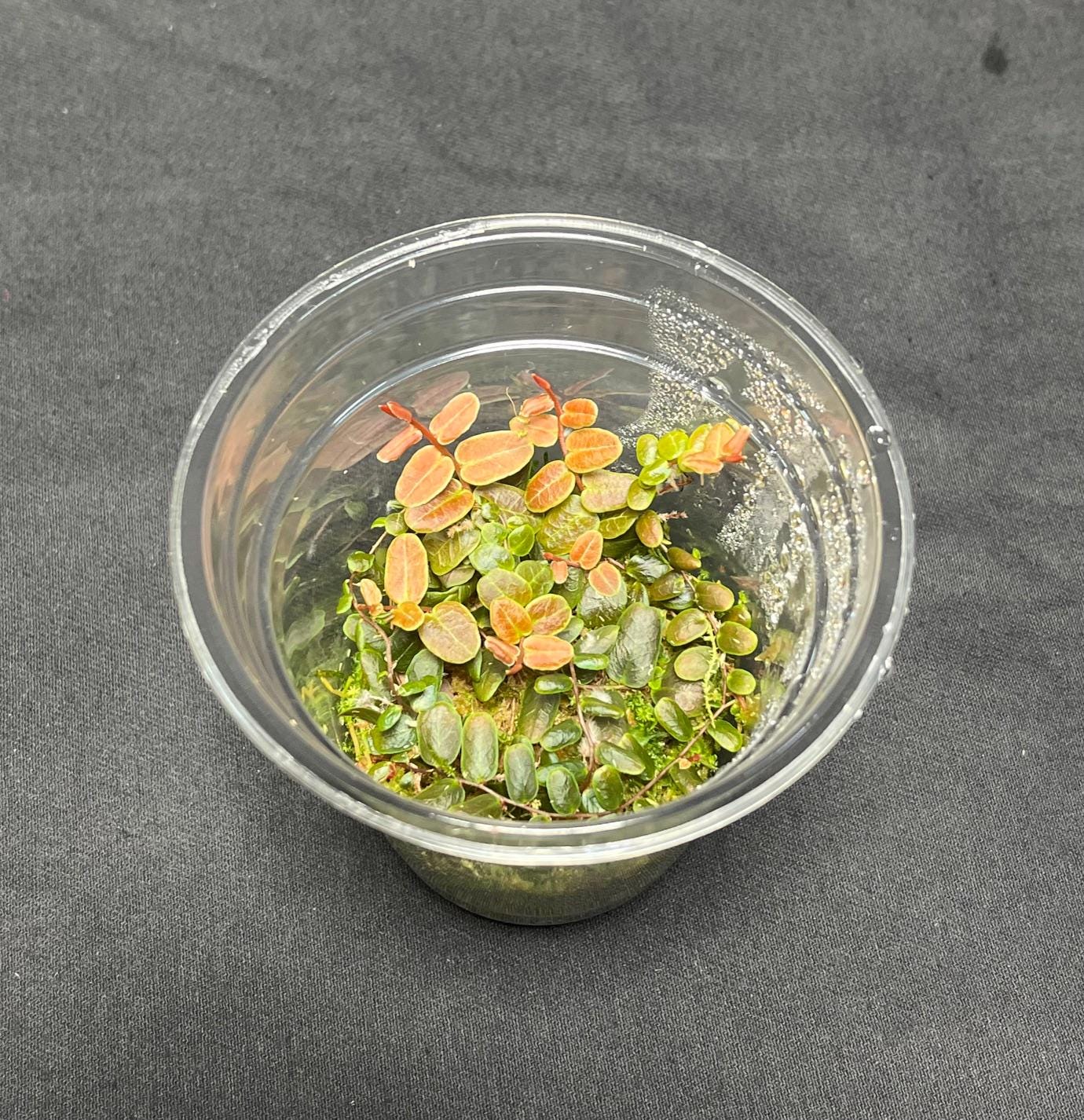 Marcgravia umbellata ‘Red’( rare terrarium plant )