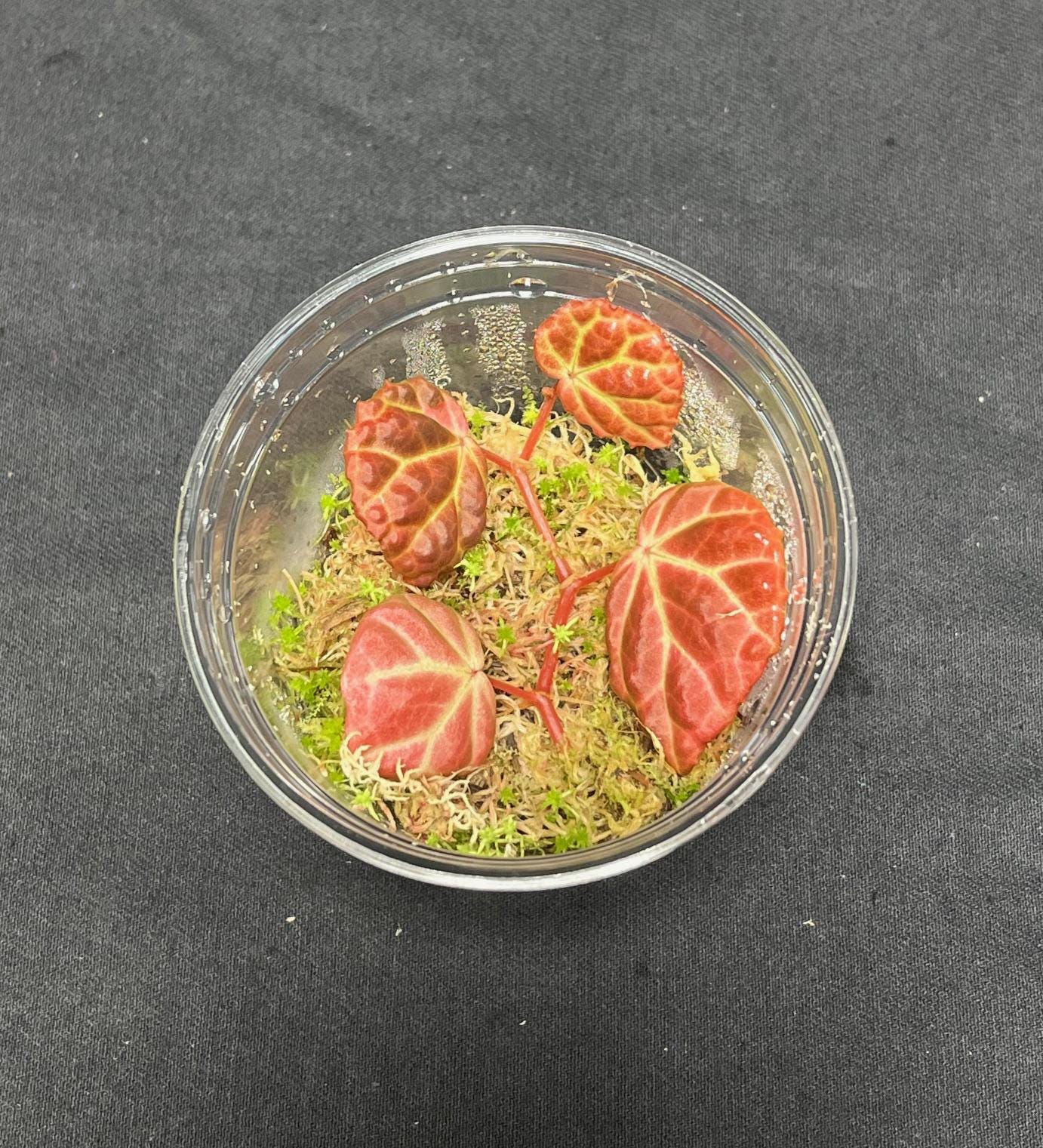 Begonia dracopelta x begonia sp. sarawak red variation ( rare iridescent terrarium plant )