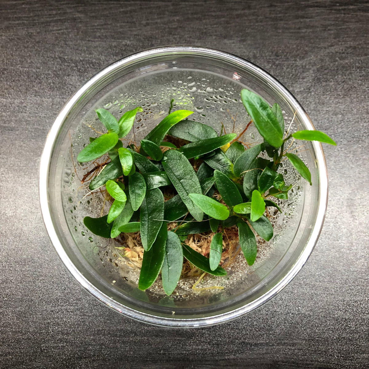 Ficus punctata "panama and quot; (rare terrarium plant)