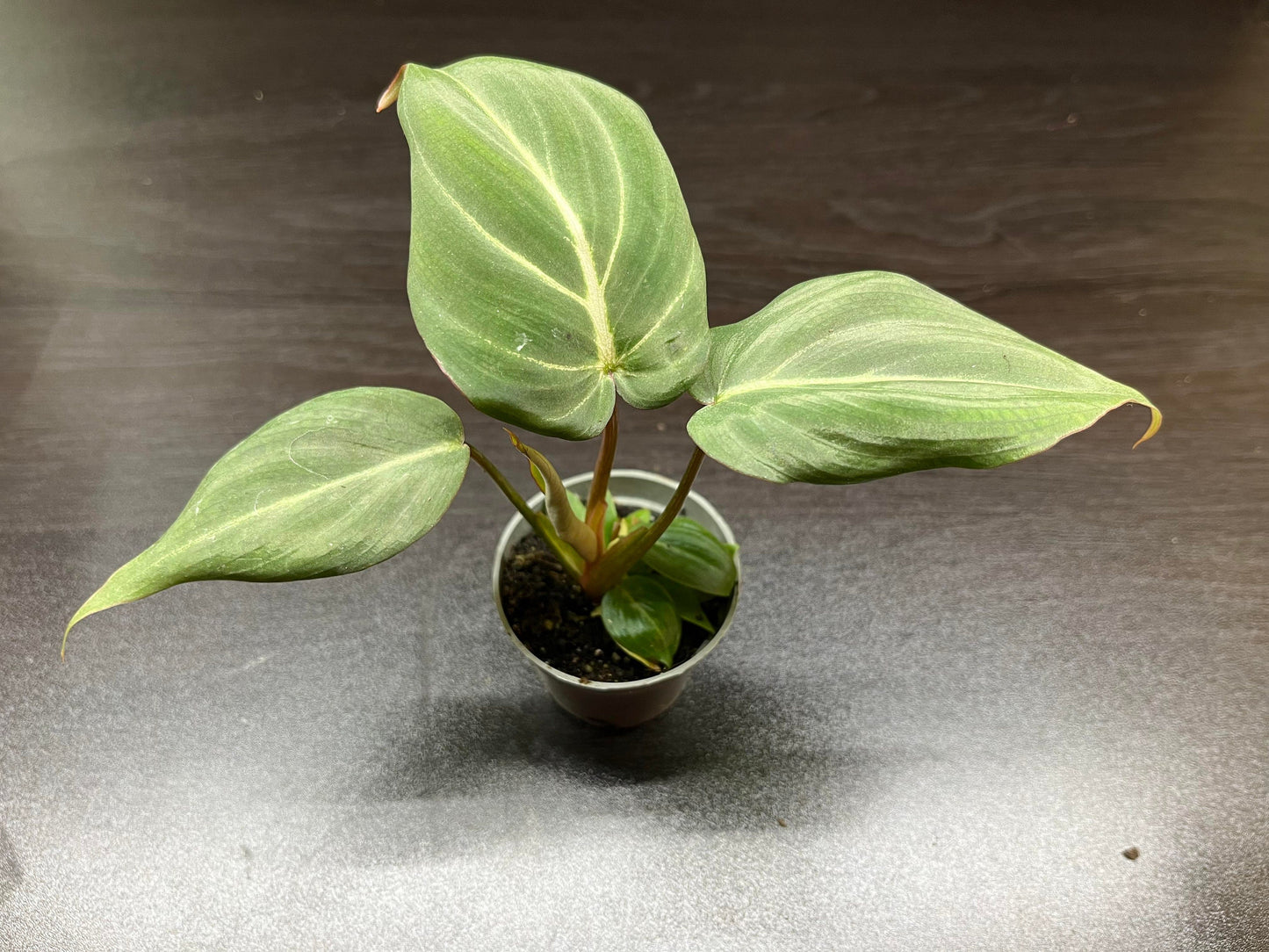 Philodendron Gloriosum ( Rare house / terrarium plant )