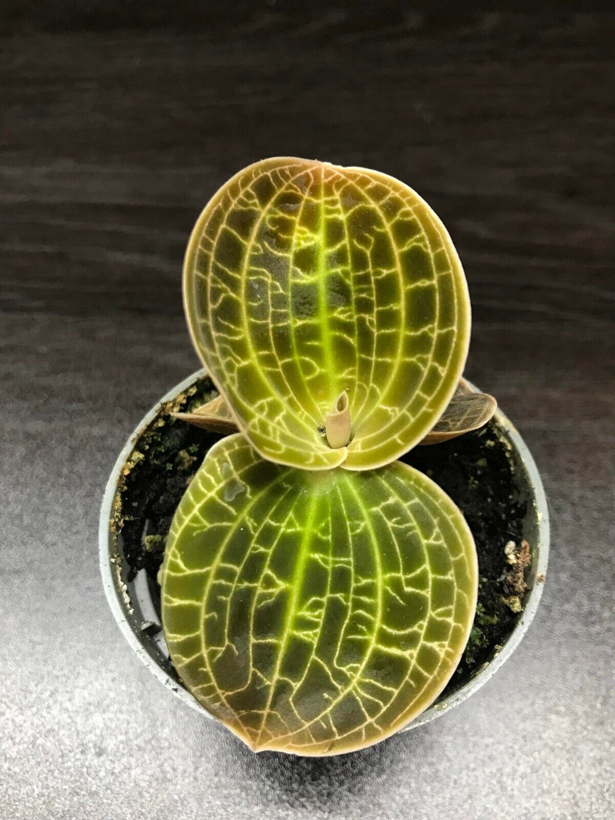 Ludisia Dream catcher / Dossinia Marmorata Jewel orchid ( Rare terrarium plant