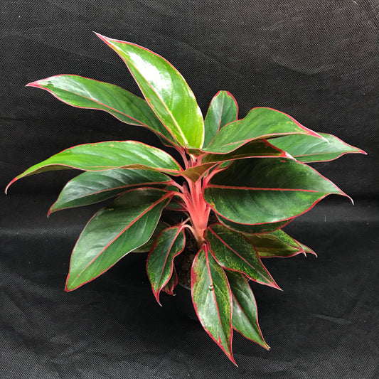 Aglaonema 'jungle red' ( houseplant/terrarium plant )