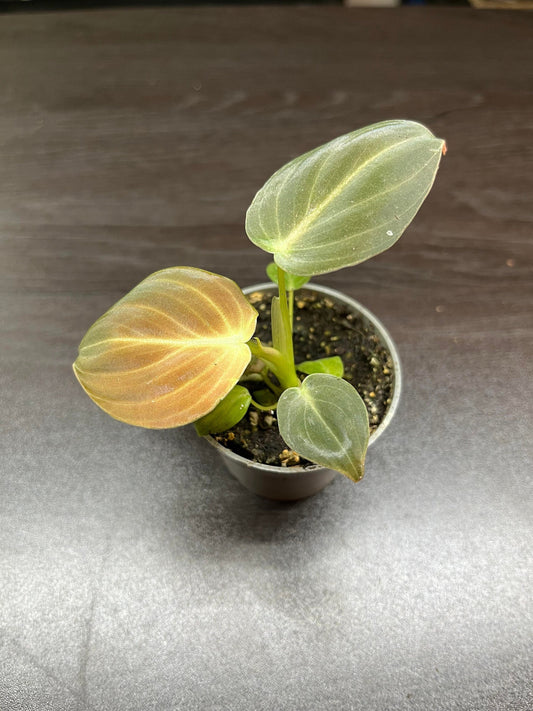 Philodendron melanocrysum ( rare terrarium plant )