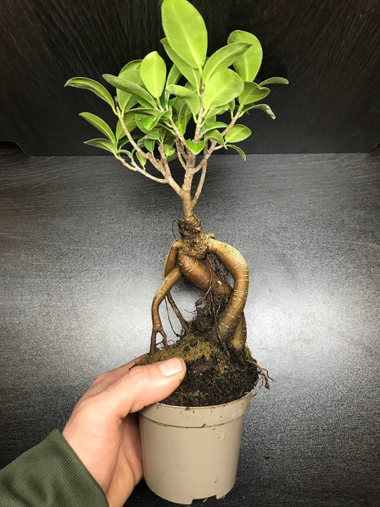 Ficus ginseng microcarpa (bonsai tree / terrarium plant)