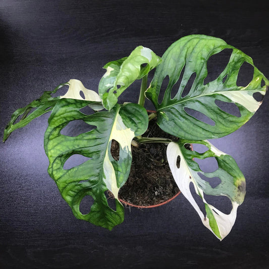 Variegated monstera adansonii (rare house plant/terrarium plant )