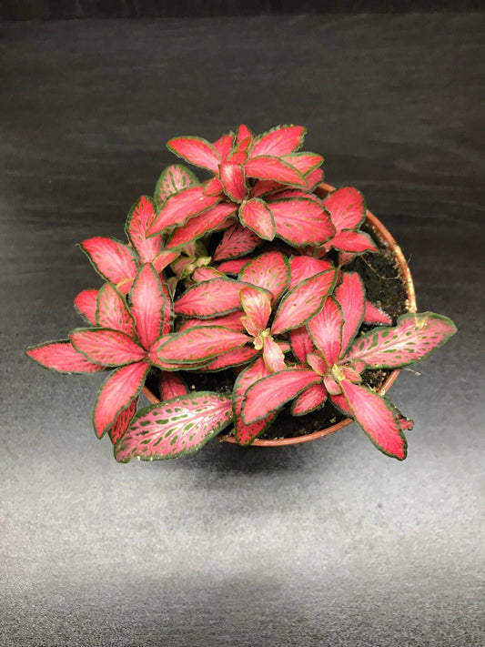 Fittonia verschaffeltii hot pink nerve plant / snake plant 9cm pot ( terrarium plant)