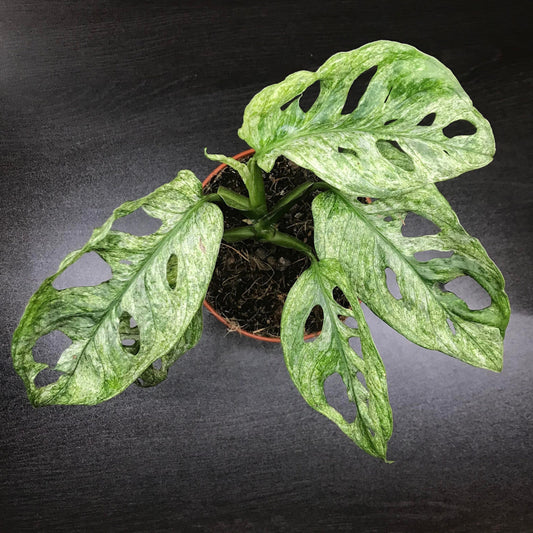 Monstera adansonii "european mint form" (rare house plant/terrarium plant )