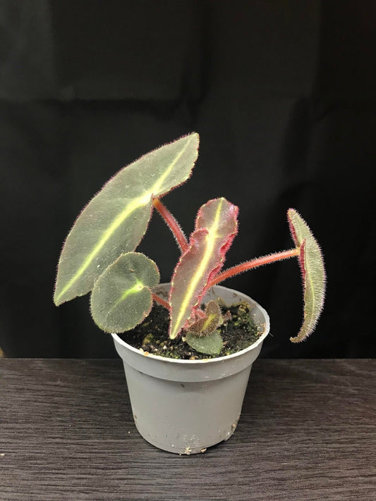 Begonia listada ( terrarium plant )