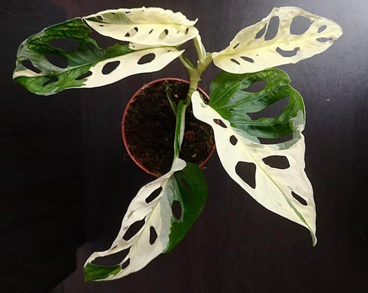 Highly variegated monstera adansonii (rare house plant/terrarium plant )