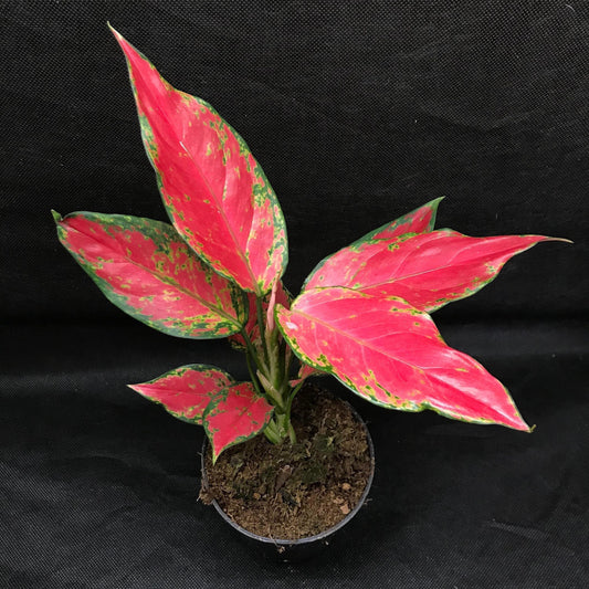 Aglaonema 'cherry baby' ( houseplant/terrarium plant )
