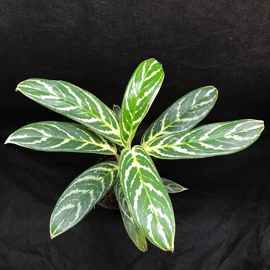 Aglaonema 'ivy green' ( houseplant/terrarium plant )