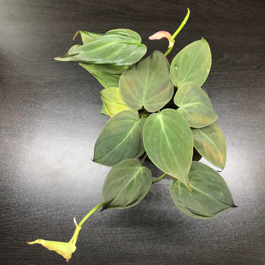 Philodendron scandens micans velvet leaf (rare terrarium / house plant )