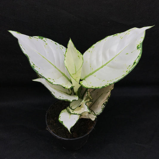Aglaonema 'white joy' ( houseplant/terrarium plant )
