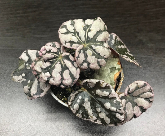Begonia rex "chayo" ( terrarium plant )