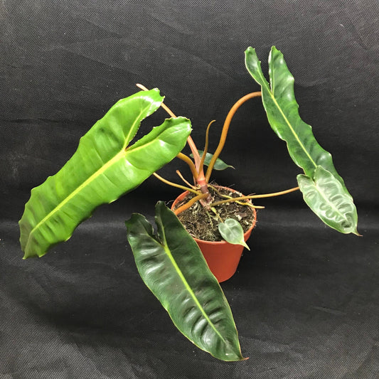 Philodendron billietiae ( rare house / terrarium plant )