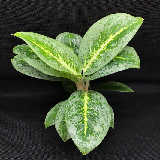 Aglaonema 'lemon mint' ( houseplant/terrarium plant )