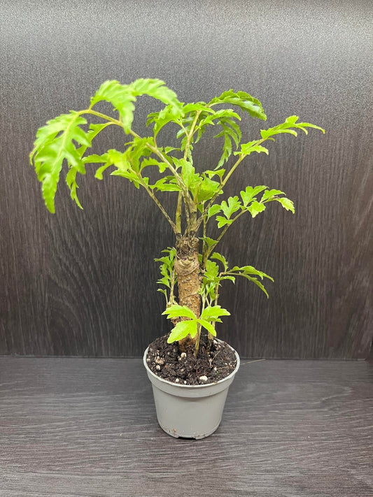 Polyscias filicifolia "fern leaf aralia" (miniature bonsai tree - terrarium plant)