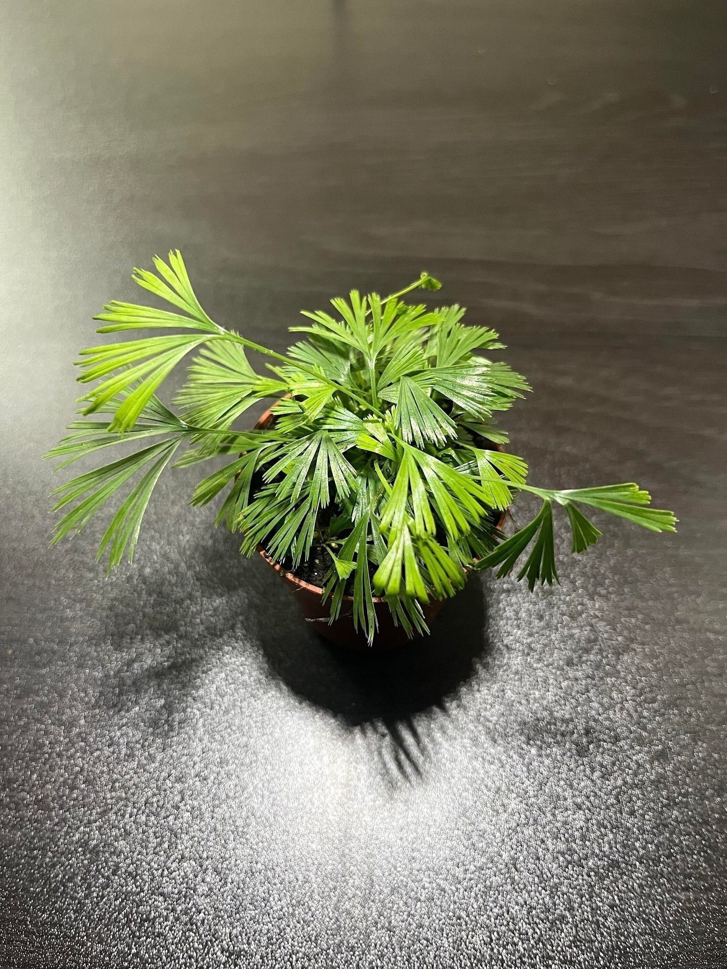 Eye-lash fern - actiniopteris australis 5.5cm pot ( miniature fern terrarium plant )