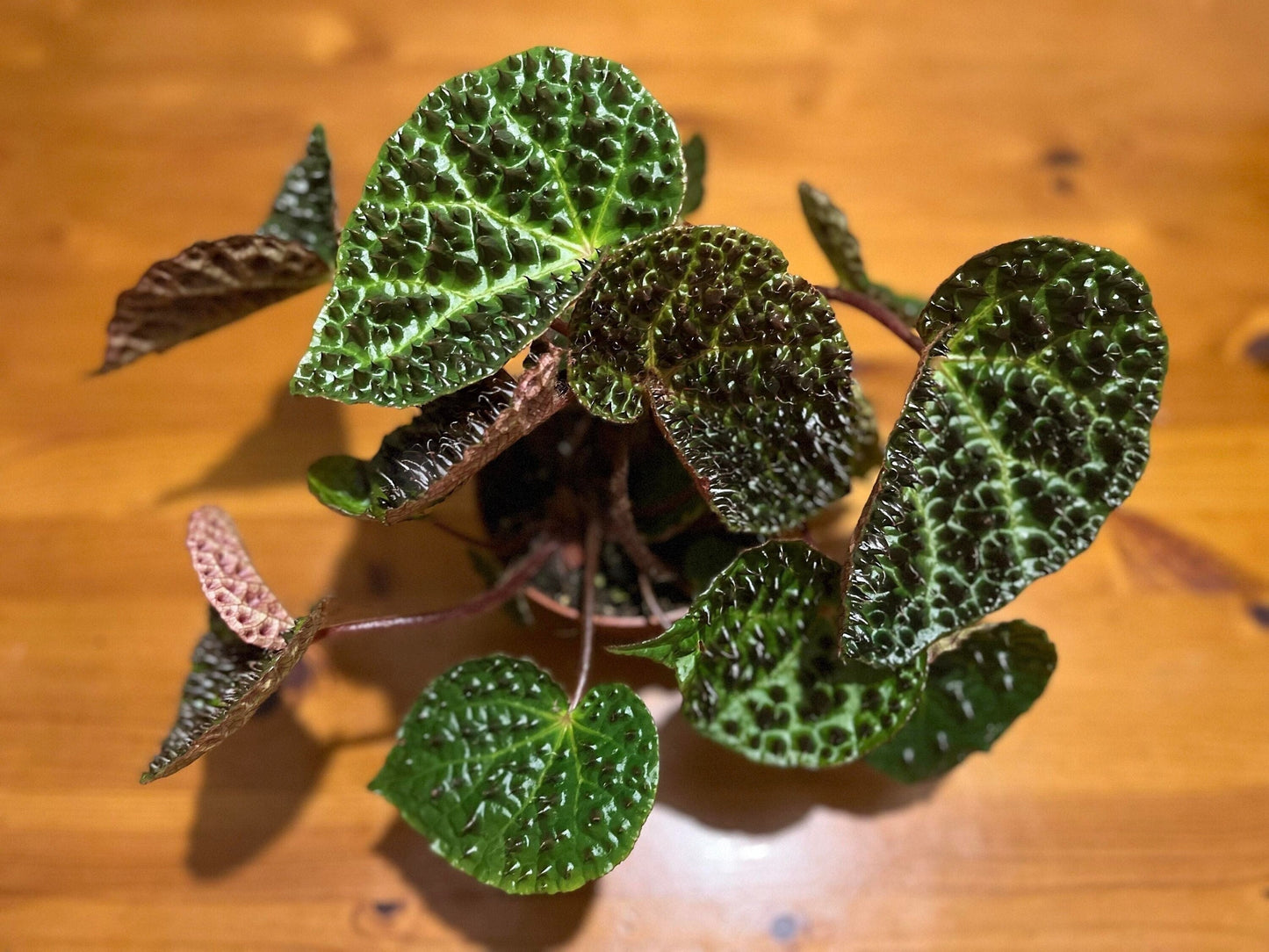 Begonia ferox (rare terrarium / house plant)