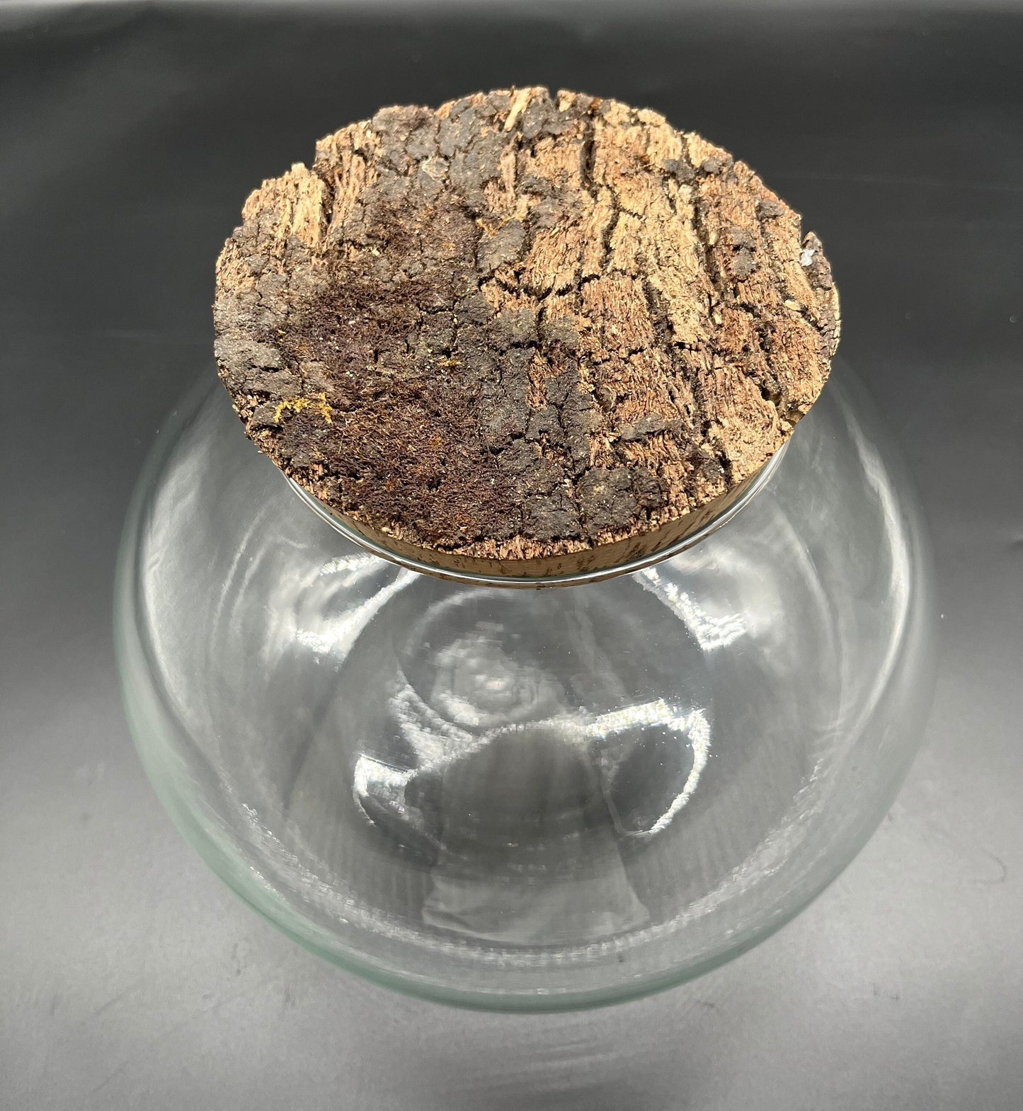 Rustic glass ball terrarium with bark top cork lid (250 x 200mm glass)