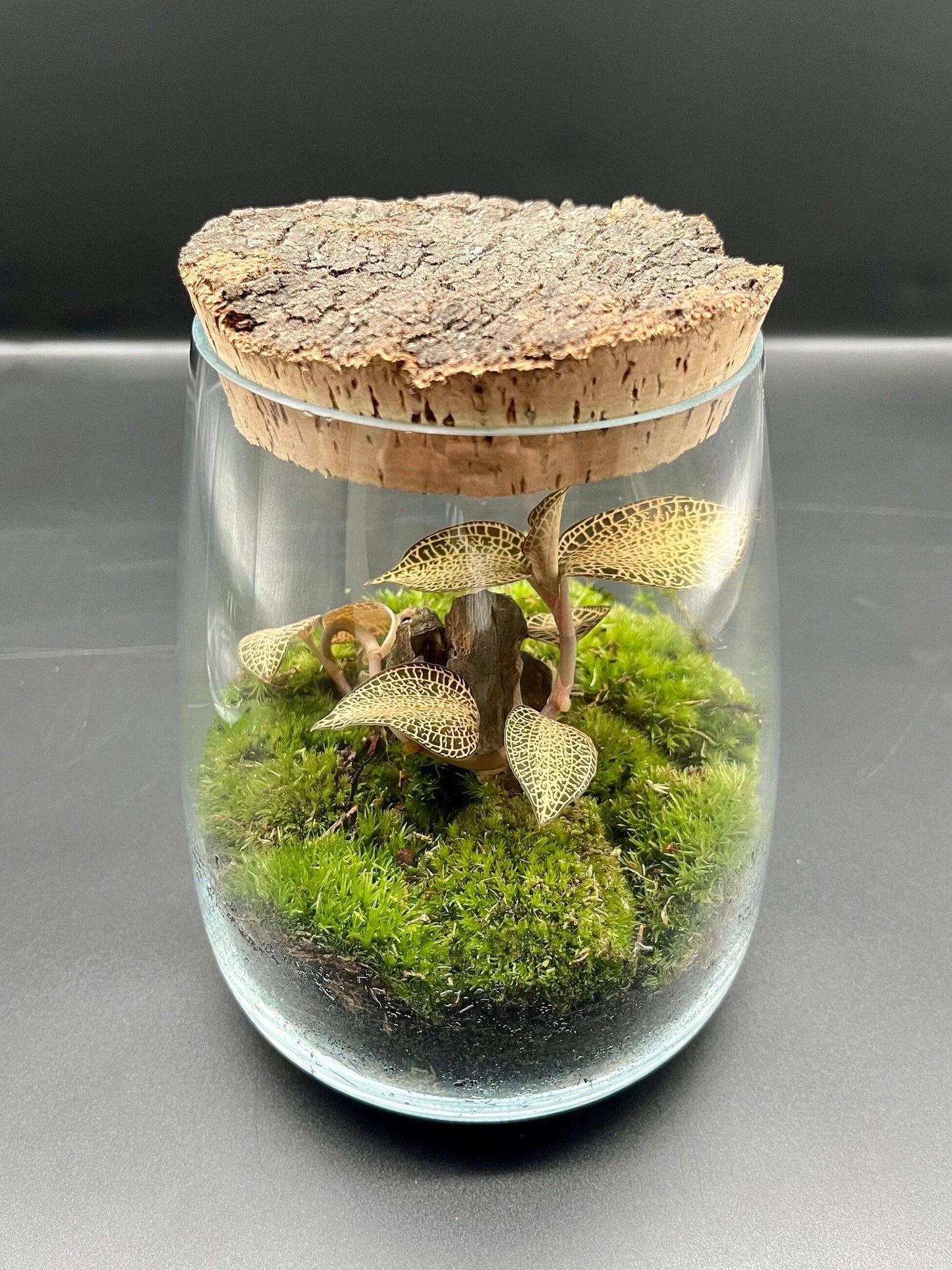 Rustic glass terrarium with bark top cork lid (145mm x 175mm glass)