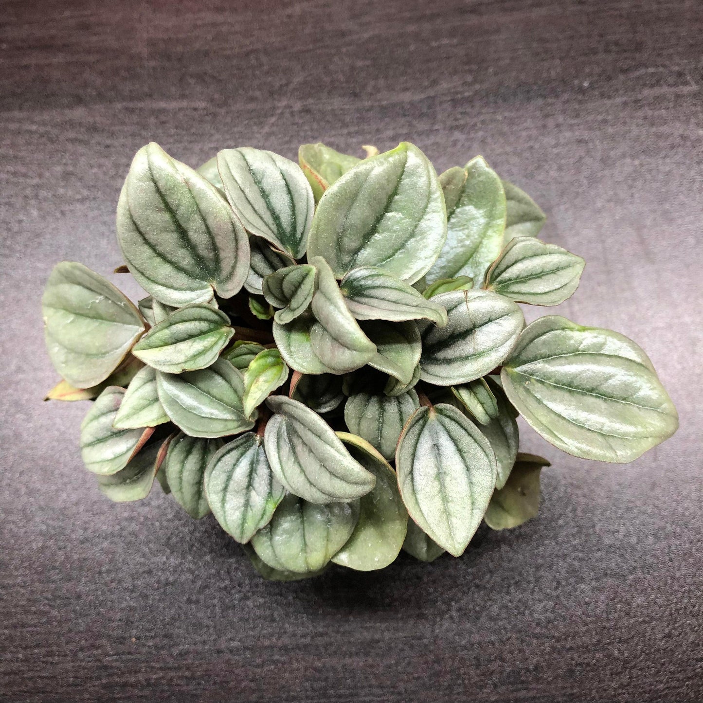 Peperomia 'napoli nights' (terrarium plant)