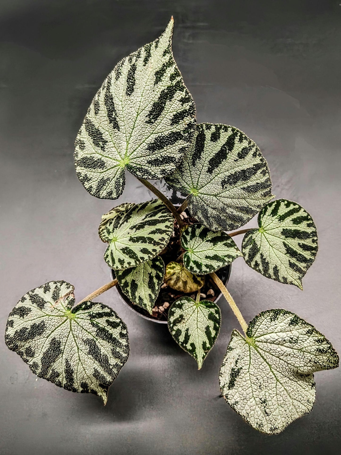 Begonia ‘silver jewel’ 10cm pot (terrarium/house plant)