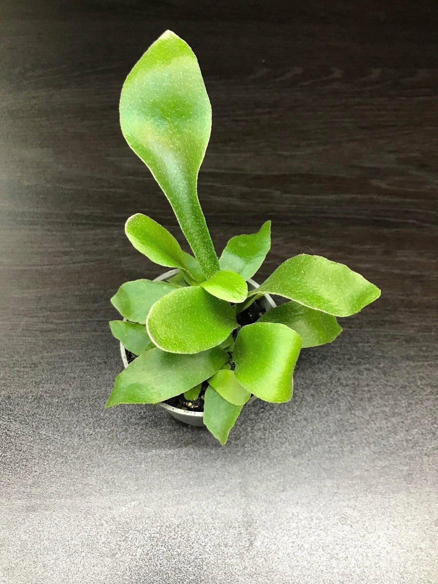 Platycerium bifurcatum "staghorn fern" ( terrarium plant)