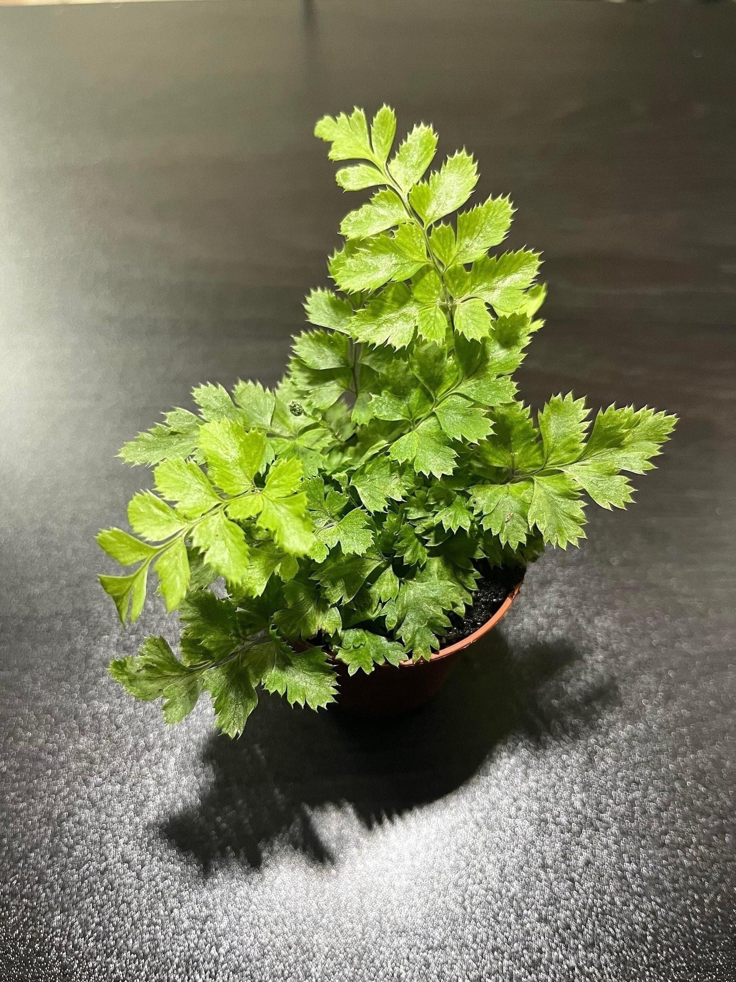 Rumohra adiantiformis ‘variegata’ 5.5cm pot (variegated leather fern) ( miniature fern  terrarium plant )