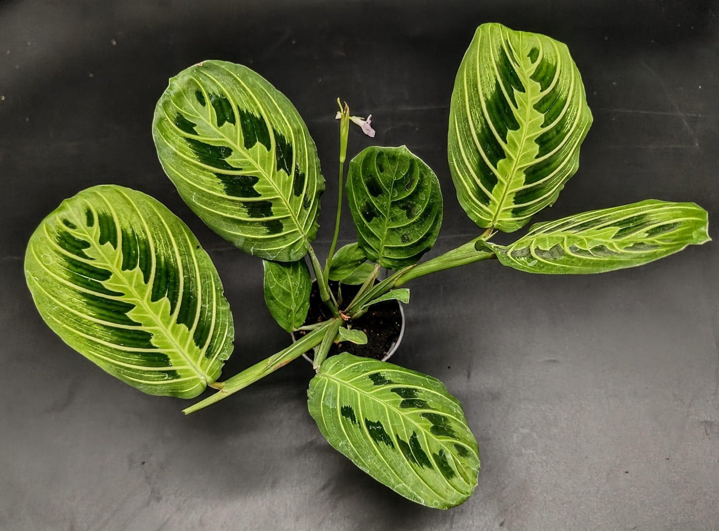 Maranta leuconeura var. erythroneura lemon lime 6cm pot ( terrarium plant )