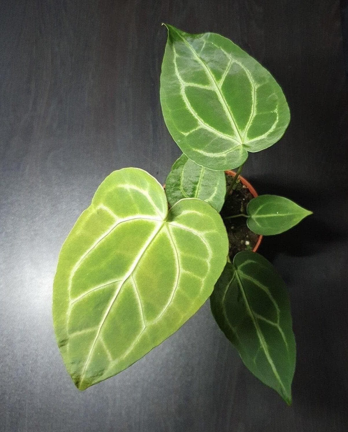 Anthurium magnificum x magnificum (rare house plant / large terrarium plant)