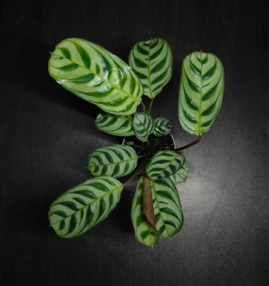 Ctenanthe burle-marxii calathea 6cm pot ( terrarium plant )